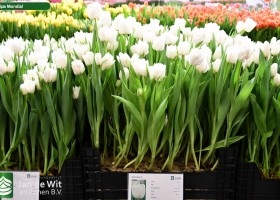 Tulipa Mondial ® (1)